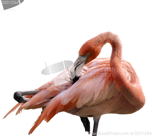 Image of Pink Flamingo