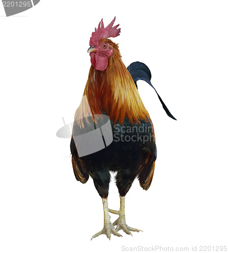 Image of Rooster