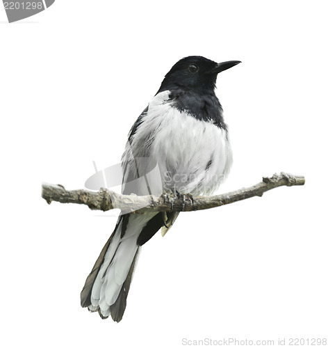 Image of Oriental Magpie Robin