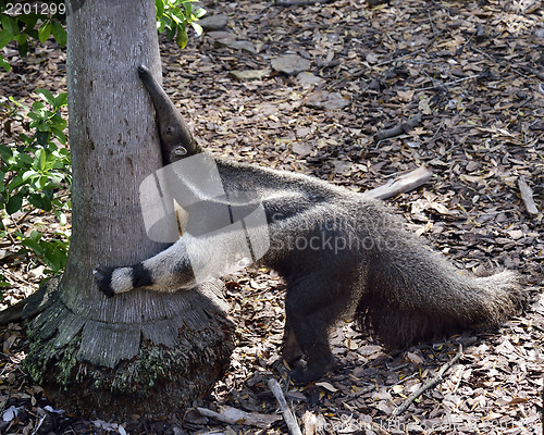 Image of Giant Anteater