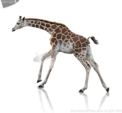 Image of Young Giraffe