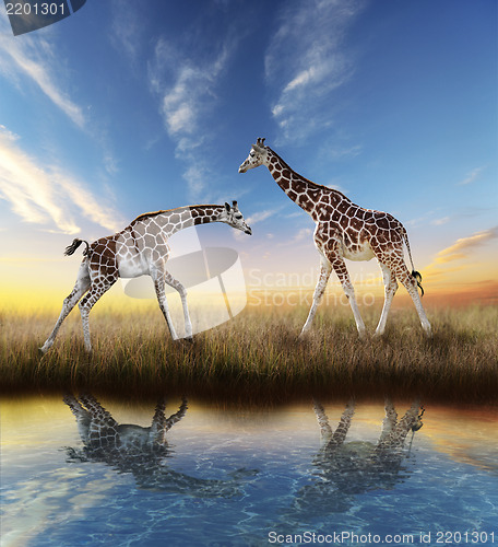 Image of Two Giraffes At Sunset 