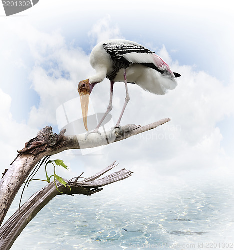 Image of The Painted Stork (Mycteria leucocephala)