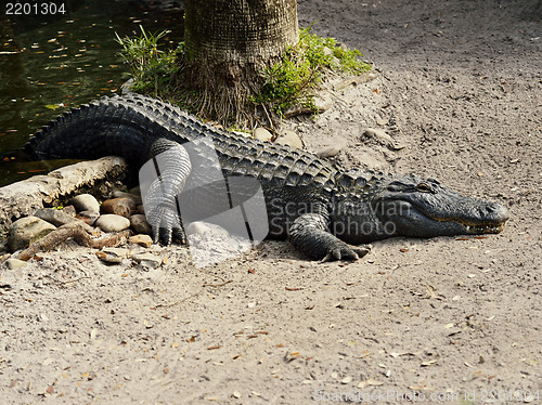 Image of American Alligator