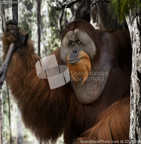 Image of Orangutan Portrait