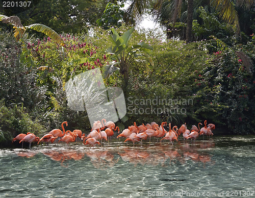 Image of Pink Flamingos