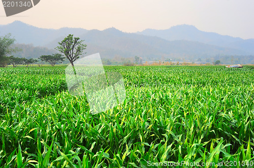 Image of Corn field 