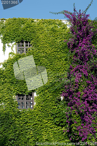 Image of beautiful green plant