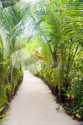 Image of walkway path through tropical jungle to beach  resorts Little Co