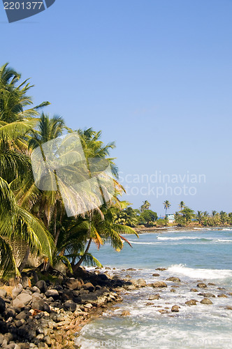 Image of landscape seascape palm coconut trees Caribbean Sea Big Corn Isl