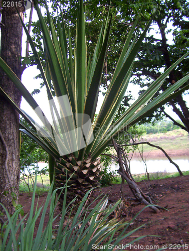 Image of wild palm tree