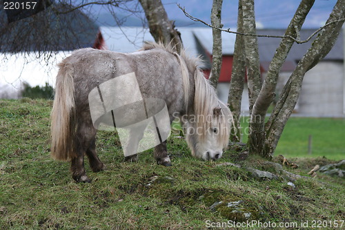 Image of Shetland pony 23.11.2006