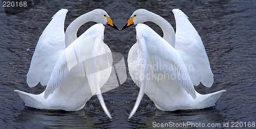 Image of Swan couple romance