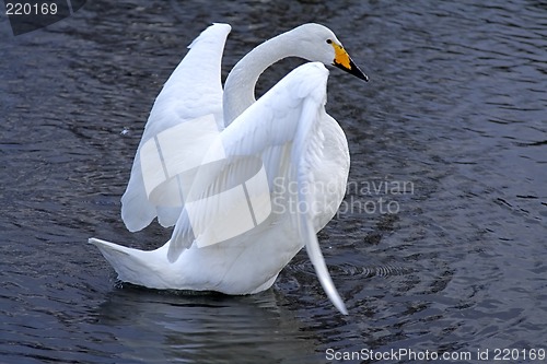 Image of Swan ballet