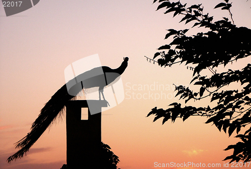 Image of Sunset Peacock