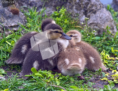 Image of Chicks