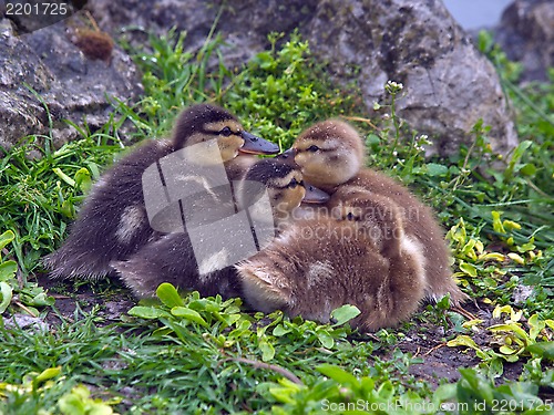 Image of Chicks