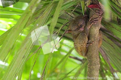 Image of Tarsier