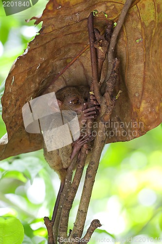 Image of Tarsier