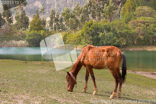 Image of Horse grazing 