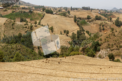 Image of Hilly landscapes of Ethiopia