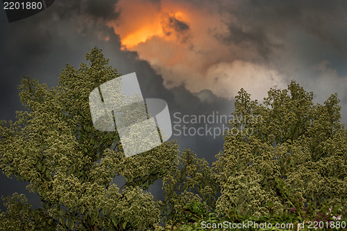 Image of Fire in the sky