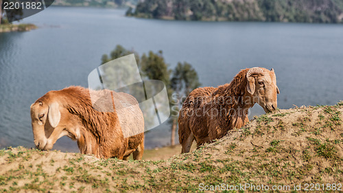 Image of Sheep grazing 