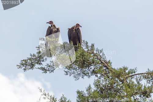 Image of Vulture