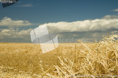 Image of Ripe barley 5