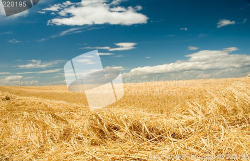 Image of Ripe barley 2