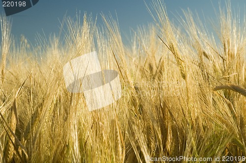 Image of Ripe barley