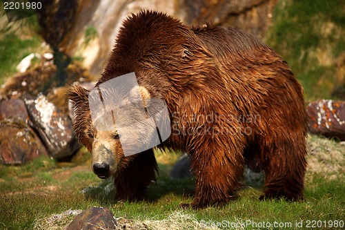Image of Brown bear,Kamchatka,