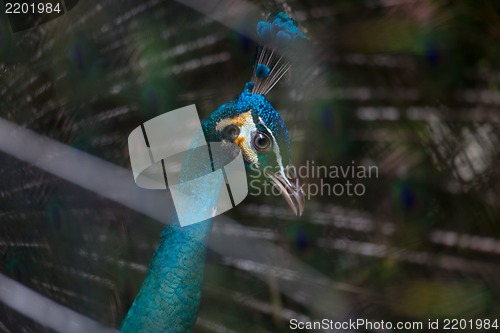 Image of Portrait of beautiful peacock with feathers out