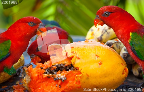 Image of  Rainbow lorikeets in a manger requests food. Mango.