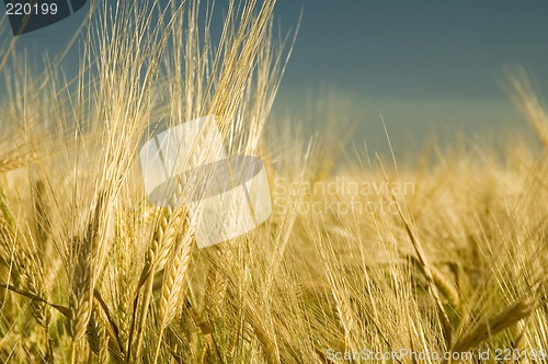 Image of Ripe barley 7