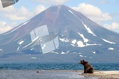 Image of Bear and a volcano