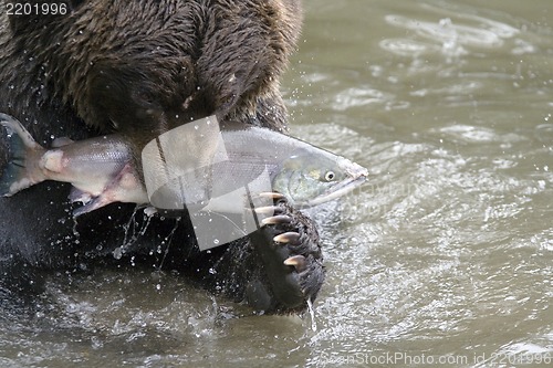 Image of The bear has seized fish