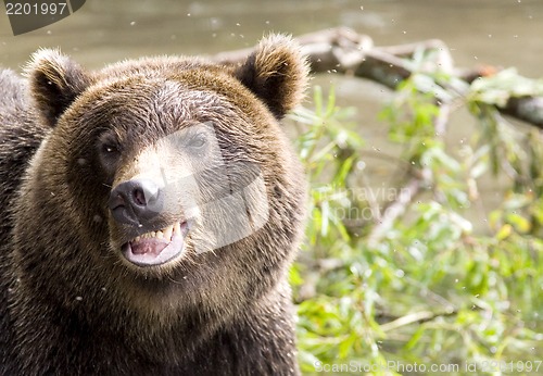 Image of Smile of a bear