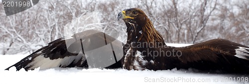 Image of Hunting of a golden eagle