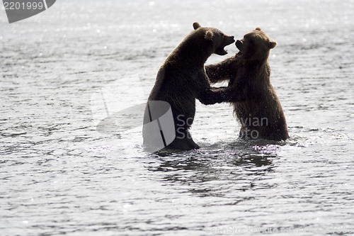 Image of Struggle of bears