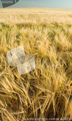 Image of barley