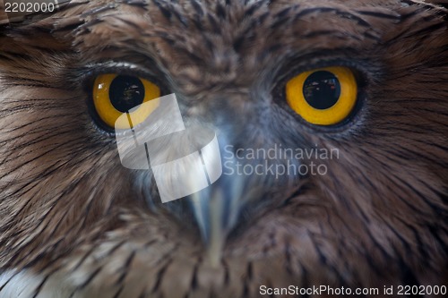 Image of owl portrait