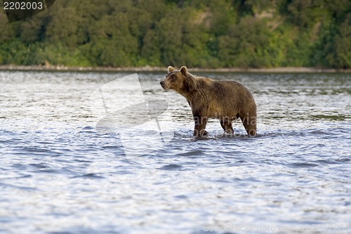 Image of Kronotsky reserve