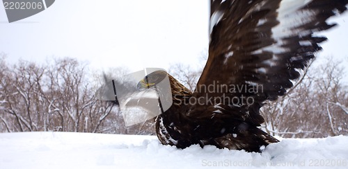 Image of Golden eagle