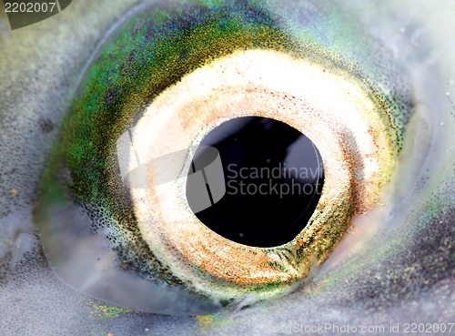 Image of Eye of a salmon, a close up