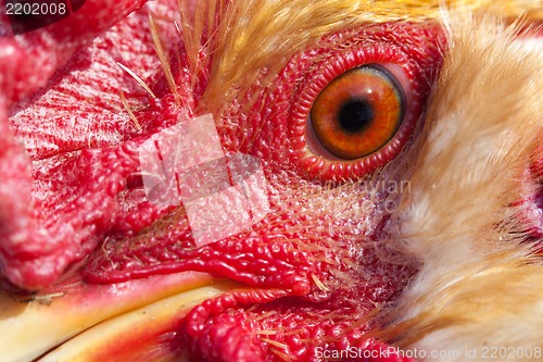 Image of A rooster portrait close up