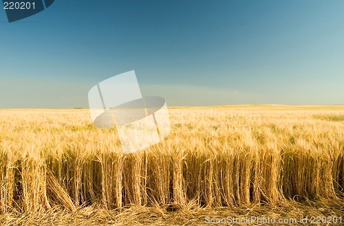 Image of Ripe barley 6