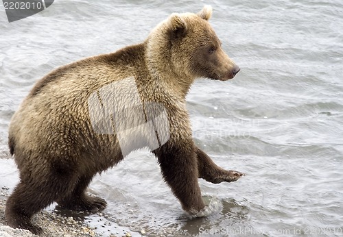 Image of Brown bear