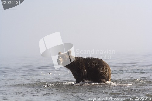 Image of Brown bear