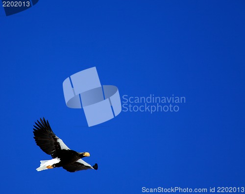 Image of Sea eagle